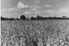 Field-looking-towards-nursery