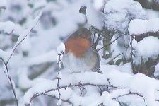 Robin in Milton Country Park