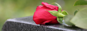 Rose on a headstone